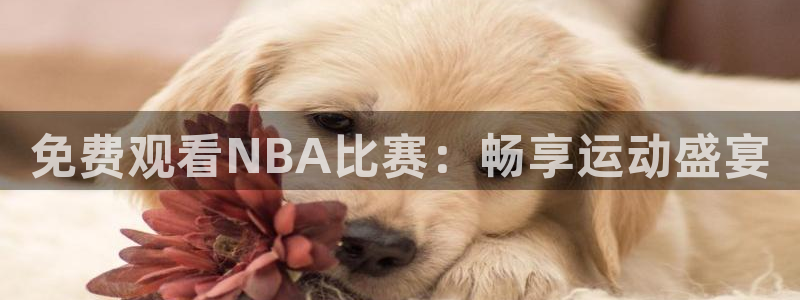 火凤足球直播在线观看：免费观看NBA比赛：畅享运动盛宴